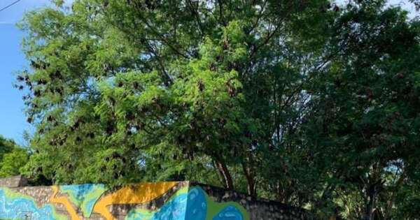 La Nación / Arquitectos rechazan que hayan revocado y pintado muros de Parque Urbano de Asunción