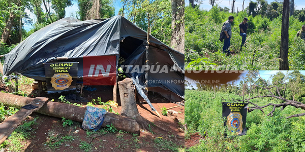 UN POCO DE SOJA Y MUCHA MARIHUANA: ELIMINARON CAMPAMENTO EN CAAZAPÁ - Itapúa Noticias