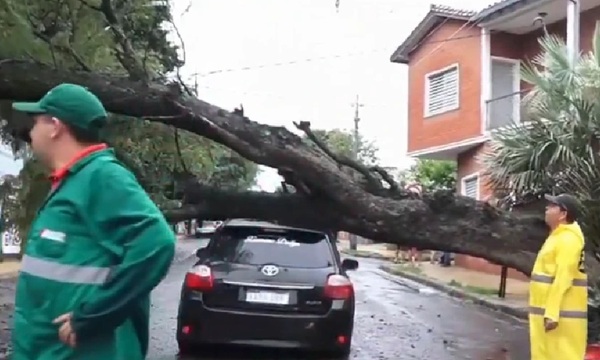 Chófer de Bolt dijo que árbol se le cayó encima, pero circuito cerrado le delató - OviedoPress