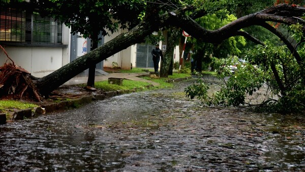 Asunción reporta la caída de casi 50 árboles por tormentas