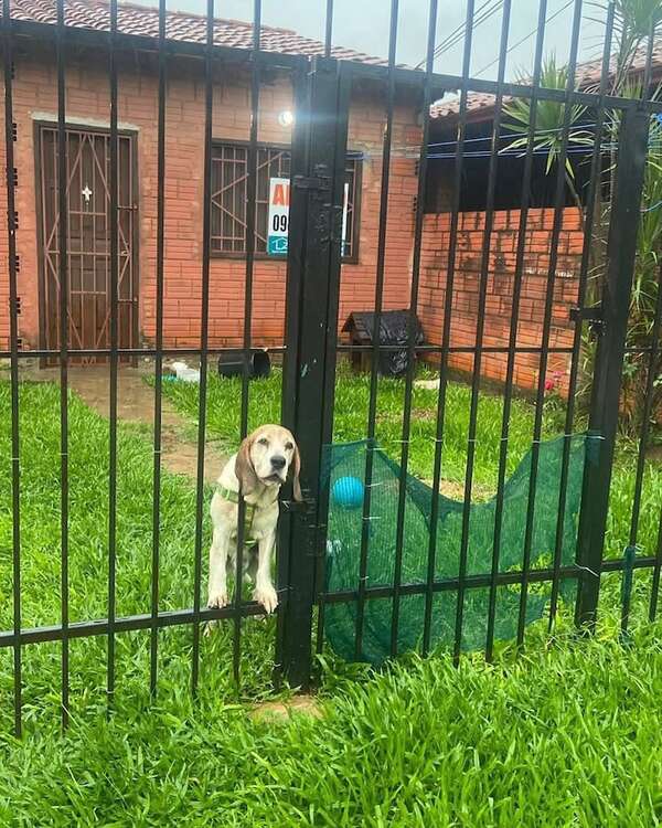 Así fueron rescatados dos perritos que eran mantenidos bajo la tormenta - Mascotas - ABC Color