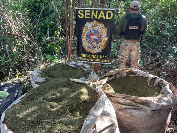 Amambay: Anulan más de 6 toneladas de marihuana y 4 campamentos de narcotraficantes - 1000 Noticias