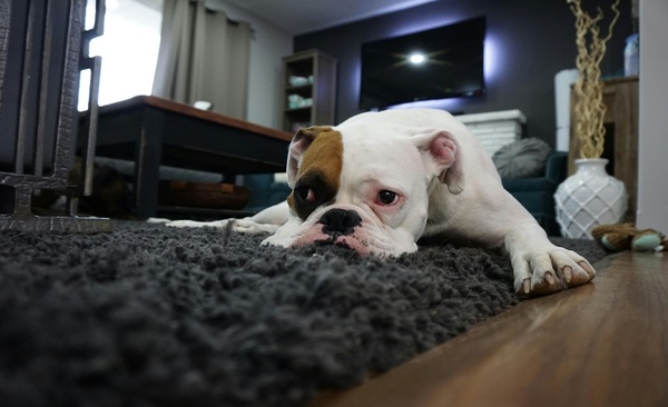 Paraguay avanza en la protección animal con nuevo proyecto de ley