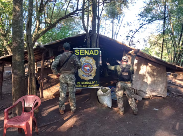 Desmantelan campamentos narcos y destruyen más de 6 toneladas de marihuana en Amambay