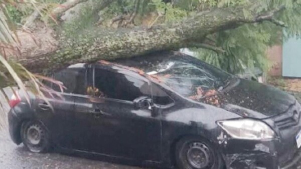 “No voy ko a ser tan imbécil de atropellar el árbol”