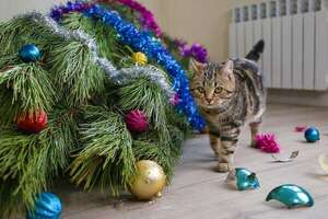 Mascotas y adornos navideños: cómo decorar el hogar de manera segura para gatos y perros - Mascotas - ABC Color