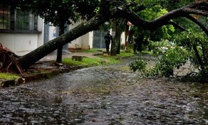 Asunción reportó la caída de casi 50 árboles por tormentas – Prensa 5