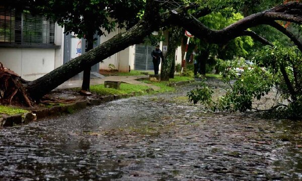 Asunción reportó la caída de casi 50 árboles por tormentas – Prensa 5