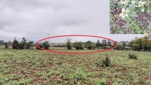 Familia perdió todo a causa de fumigación con agrotóxico