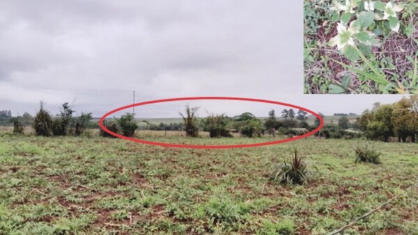 Familia perdió todo a causa de fumigación con agrotóxico