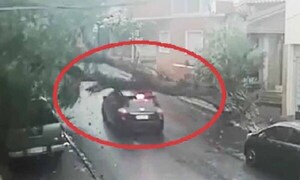 “No voy ko a ser tan imbécil de atropellar el árbol” – Prensa 5