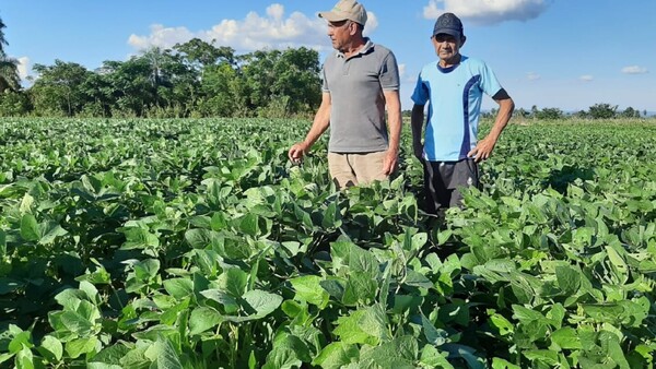 Las lluvias caídas favorecen a los cultivos en el Sur