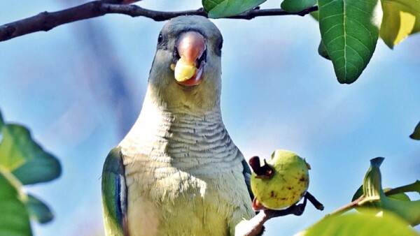 Asunción, la segunda capital con mayor cantidad de aves nativas
