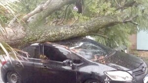 “Mi freno no me respondió”, dijo el conductor que atropelló el árbol