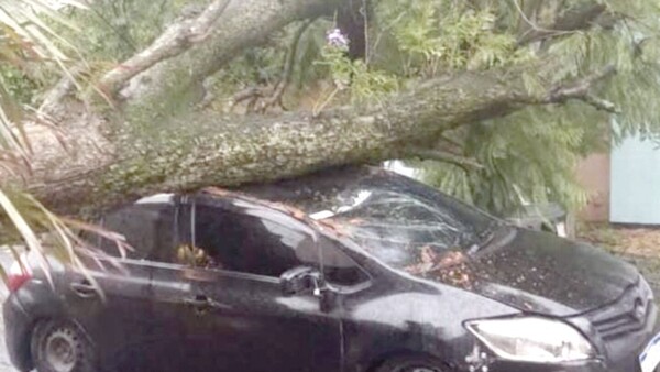 “Mi freno no me respondió”, dijo el conductor que atropelló el árbol