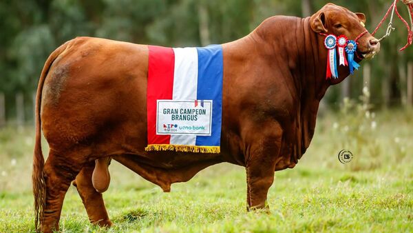 Una vez más, el mejor toro Brangus del mundo es de Paraguay