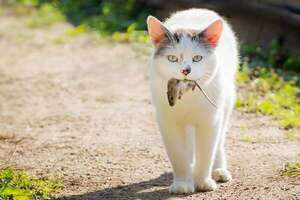 ¿Por qué los gatos llevan “regalos” a sus dueños?: instinto de cazadores al descubierto - Mascotas - ABC Color