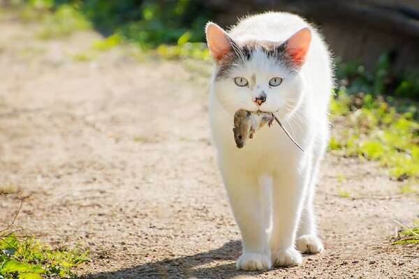 ¿Por qué los gatos llevan “regalos” a sus dueños?: instinto de cazadores al descubierto - Mascotas - ABC Color