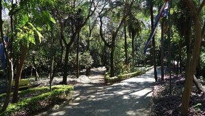 Árboles y parques: aliados invisibles del bienestar humano