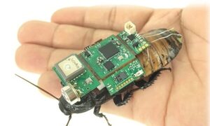 Crean “cucarachas robot” en serie