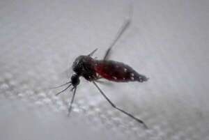 Dengue: reportan aumento “exponencial” en notificaciones en Paraguay y siguen brotes en dos ciudades - Nacionales - ABC Color