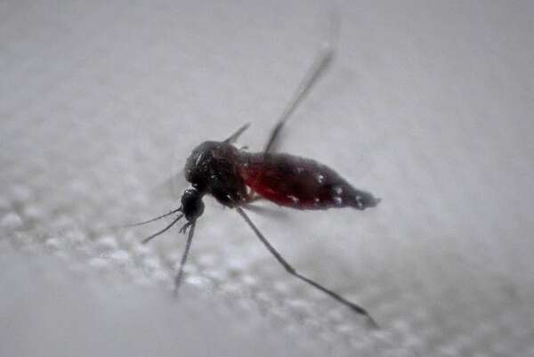Dengue: reportan aumento “exponencial” en notificaciones en Paraguay y siguen brotes en dos ciudades - Nacionales - ABC Color