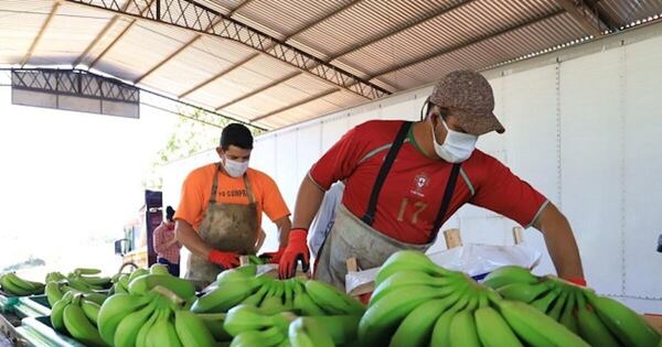 La Nación / Exportación de banana podría llegar a USD 31 millones