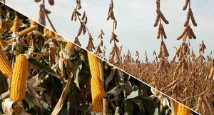 Maíz, soya y trigo cayeron ventas en la Bolsa de Chicago