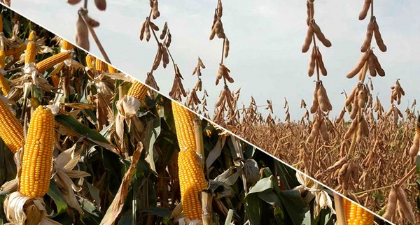 Maíz, soya y trigo cayeron ventas en la Bolsa de Chicago