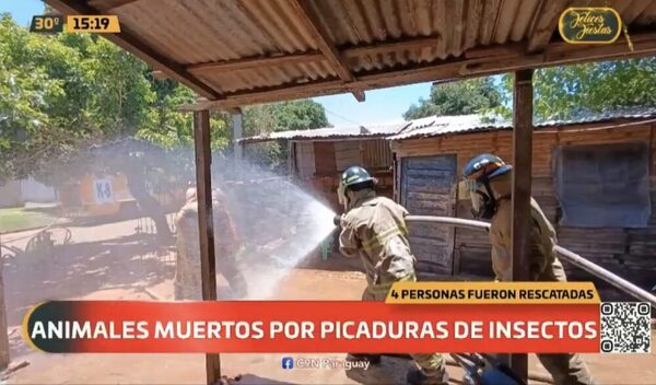 Capiatá: ciudadanos de la zona de Caacupemí fueron atacados por avispas