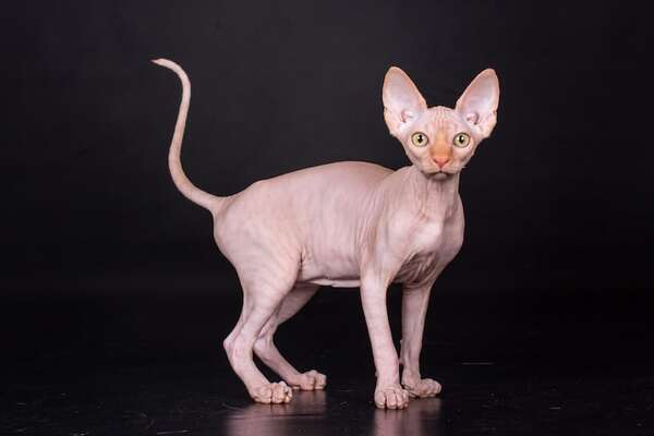 Razas de gatos sin pelo: cómo cuidarlos adecuadamente - Mascotas - ABC Color