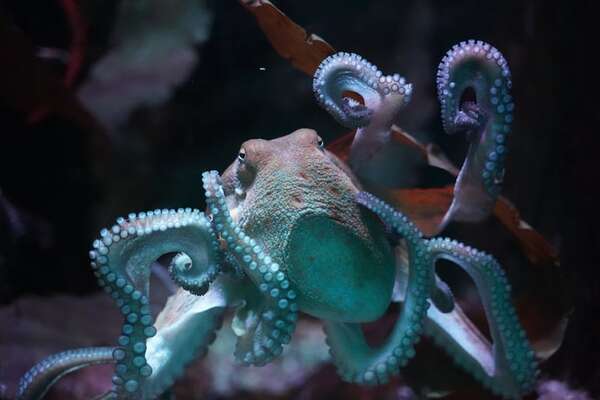 El misterio del pulpo: inteligencia y emociones en un invertebrado - Ciencia - ABC Color
