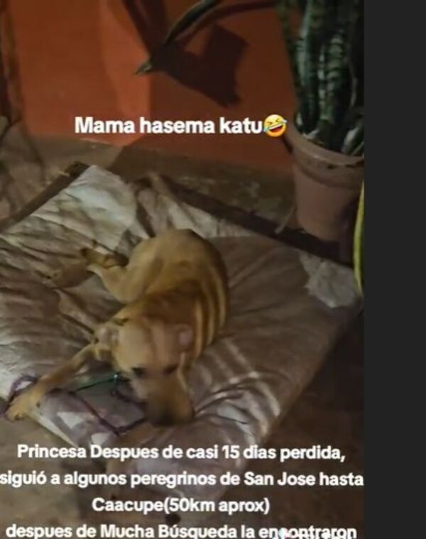 (Video) Princesa, la jagua’i peregrina que volvió a su casa luego de 15 días