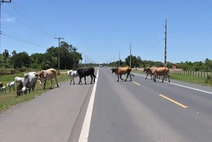 Irala Fernández: Persisten reclamos por animales sueltos en rutas