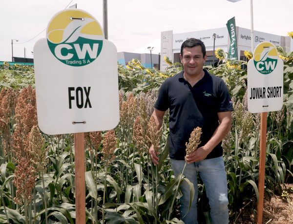 Nuseed propone híbridos de sorgo de menor ciclo para zona Sur