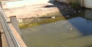 Limpian piscina en mal estado en club del barrio Bella Vista ante aumento del dengue - SNT