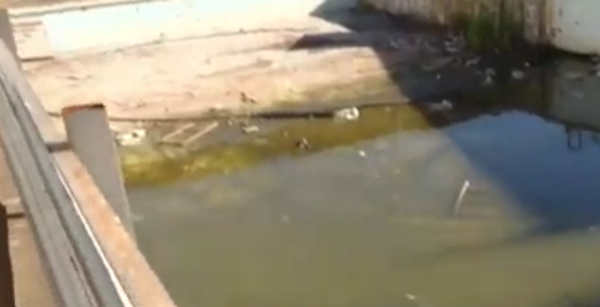 Limpian piscina en mal estado en club del barrio Bella Vista ante aumento del dengue - SNT