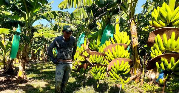 Diario HOY | Exportadores de banana prevén cerrar el 2024 con USD 31 millones en ganancias