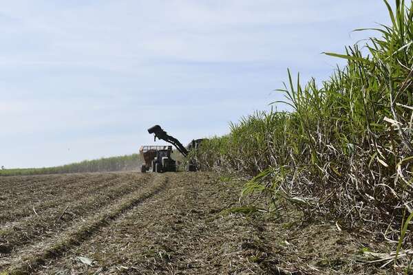 Piden apoyo al MAG para potenciar producción orgánica y acabar con la “competencia desleal” en la exportación - Economía - ABC Color