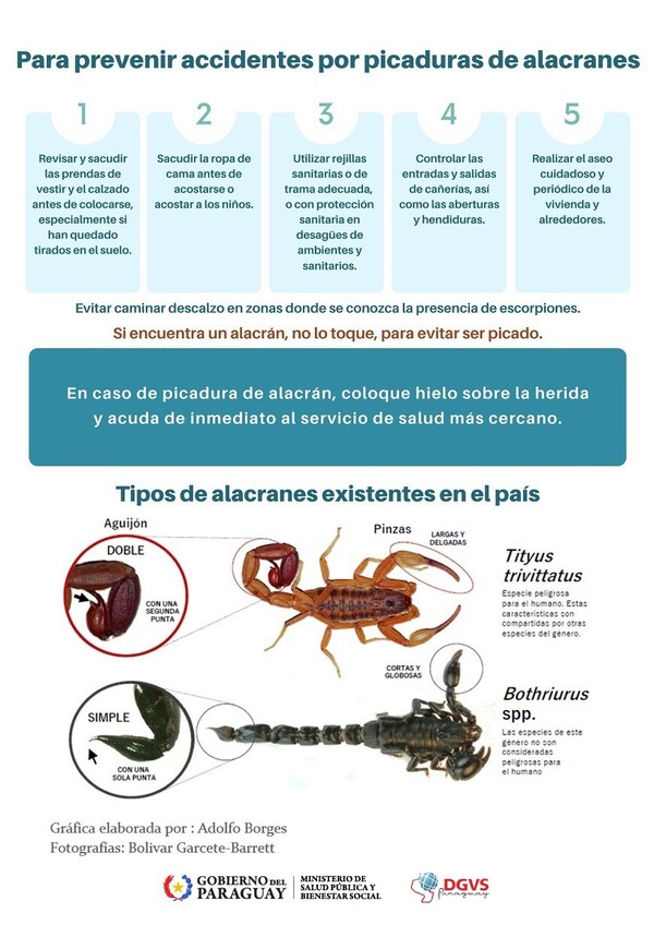 Es la época de aparición de alacranes y advierten sobre cómo protegerse - La Clave