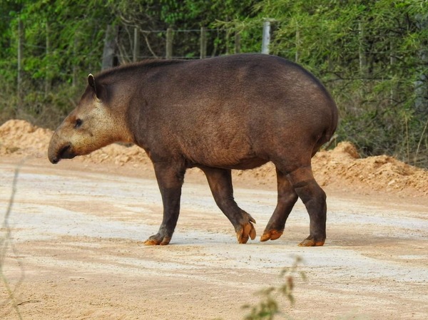 Tapiti Boli, Teju Guasu Pyta y Mboreví marcan presencia en el Lote 2 del Corredor Bioceánico