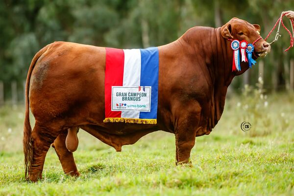 El toro paraguayo “Don Ángel” fue coronado como el mejor Brangus del mundo | Agronegocios | 5Días