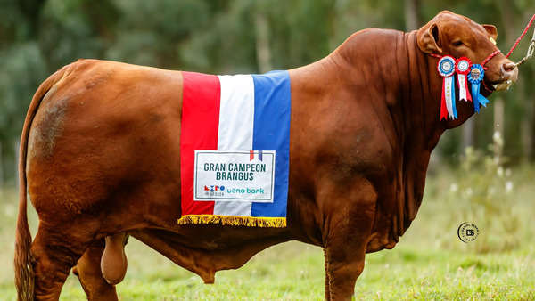 Toro Brangus paraguayo se impone como mejor de su raza en el mundo