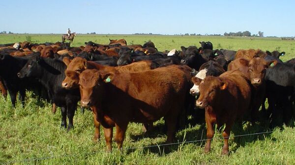 Uruguay: en 2024 se exportarán unos 350 mil vacunos en pie