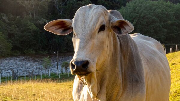 BRF logra objetivos de bienestar animal en todas las unidades de sacrificio