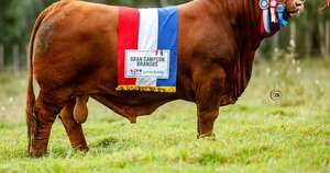 La Nación / “Don Ángel”, un toro paraguayo fue elegido como el mejor del mundo