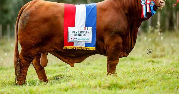 La Nación / “Don Ángel”, un toro paraguayo fue elegido como el mejor del mundo
