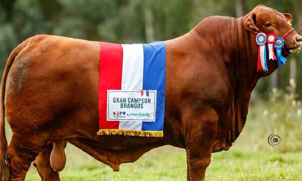 Toro Brangus paraguayo se impone como mejor de su raza en el mundo – Prensa 5
