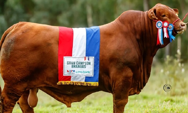 Toro Brangus paraguayo se consagra como el mejor del mundo en su raza - OviedoPress