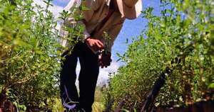 La Nación / La producción orgánica y agroecológica representa oportunidades económicas, señalan